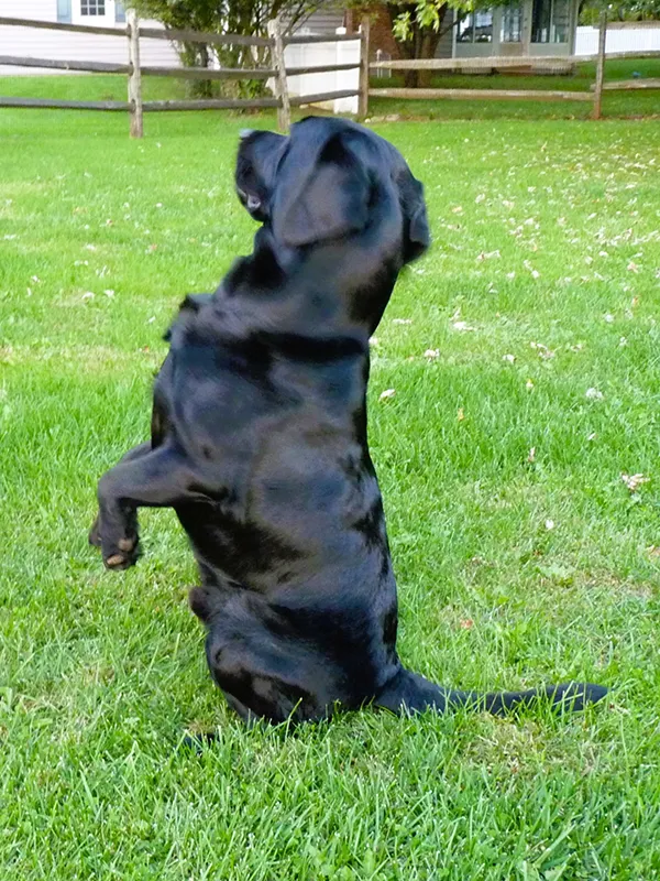 Gino