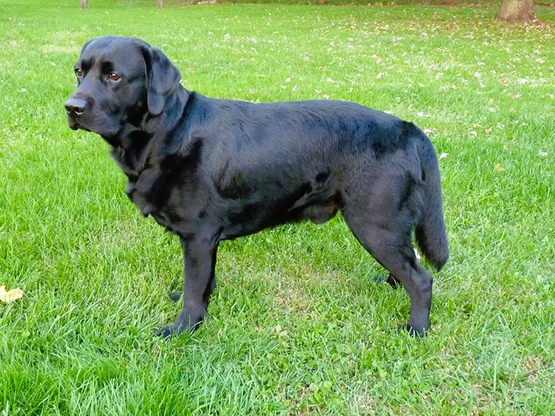 Gino