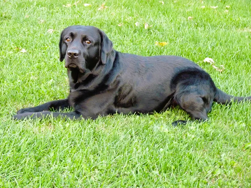 Gino