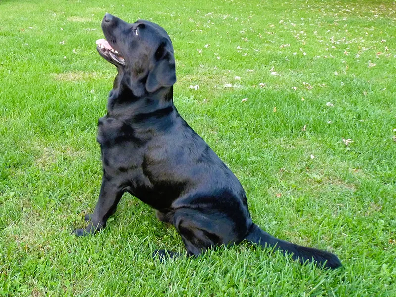 Gino