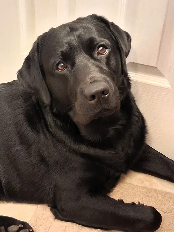 Gino