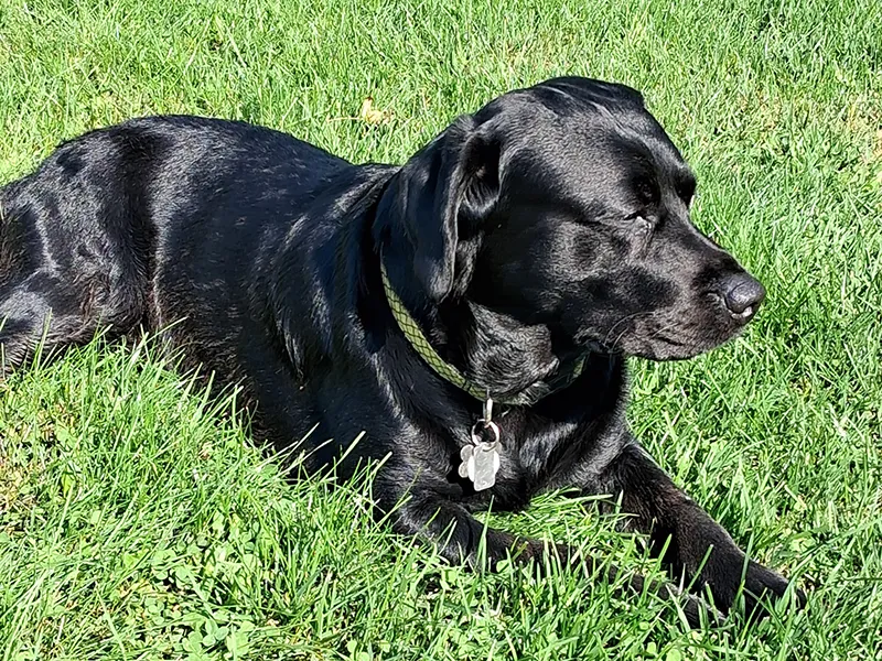 Gino