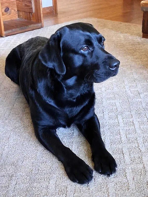 Gino