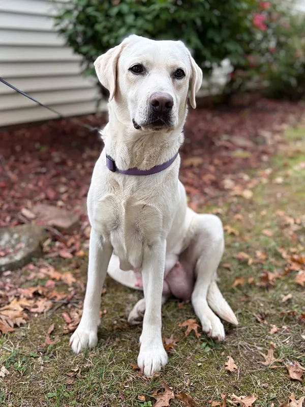 Penny