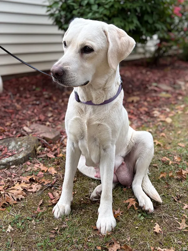 Penny